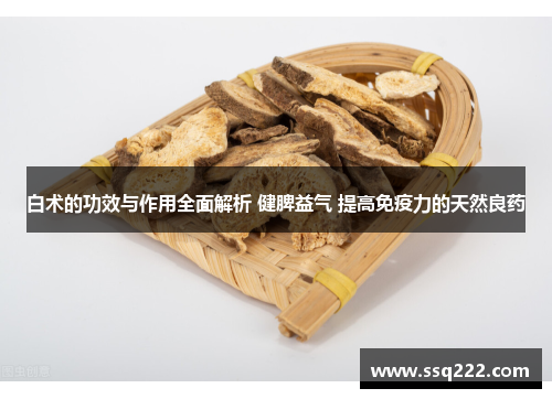 白术的功效与作用全面解析 健脾益气 提高免疫力的天然良药