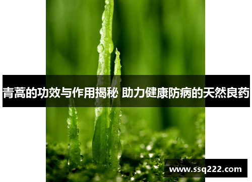 青蒿的功效与作用揭秘 助力健康防病的天然良药